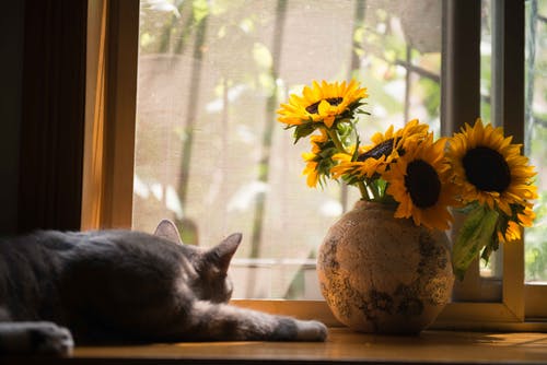 About Us Picture: Grey cat overlooking window next to a sunflower in a vase